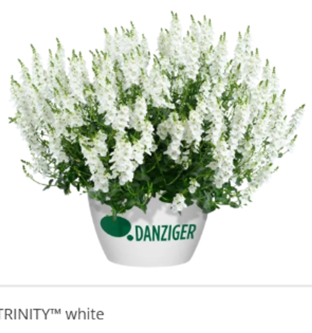 НОВИНКА 2027 ЕВРО Диасция Trinity White укорененный ЕВРО черенок НАЧАЛО ЯНВАРЯ поставка 5