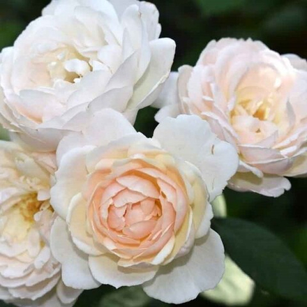 Роза английская Дездемона/Desdemona