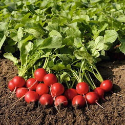 РУДОЛЬФ семена редиса (Bejo | Alexagro)