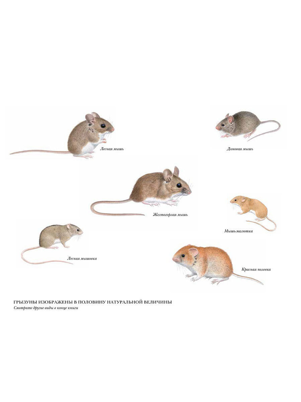 Мышиная книга