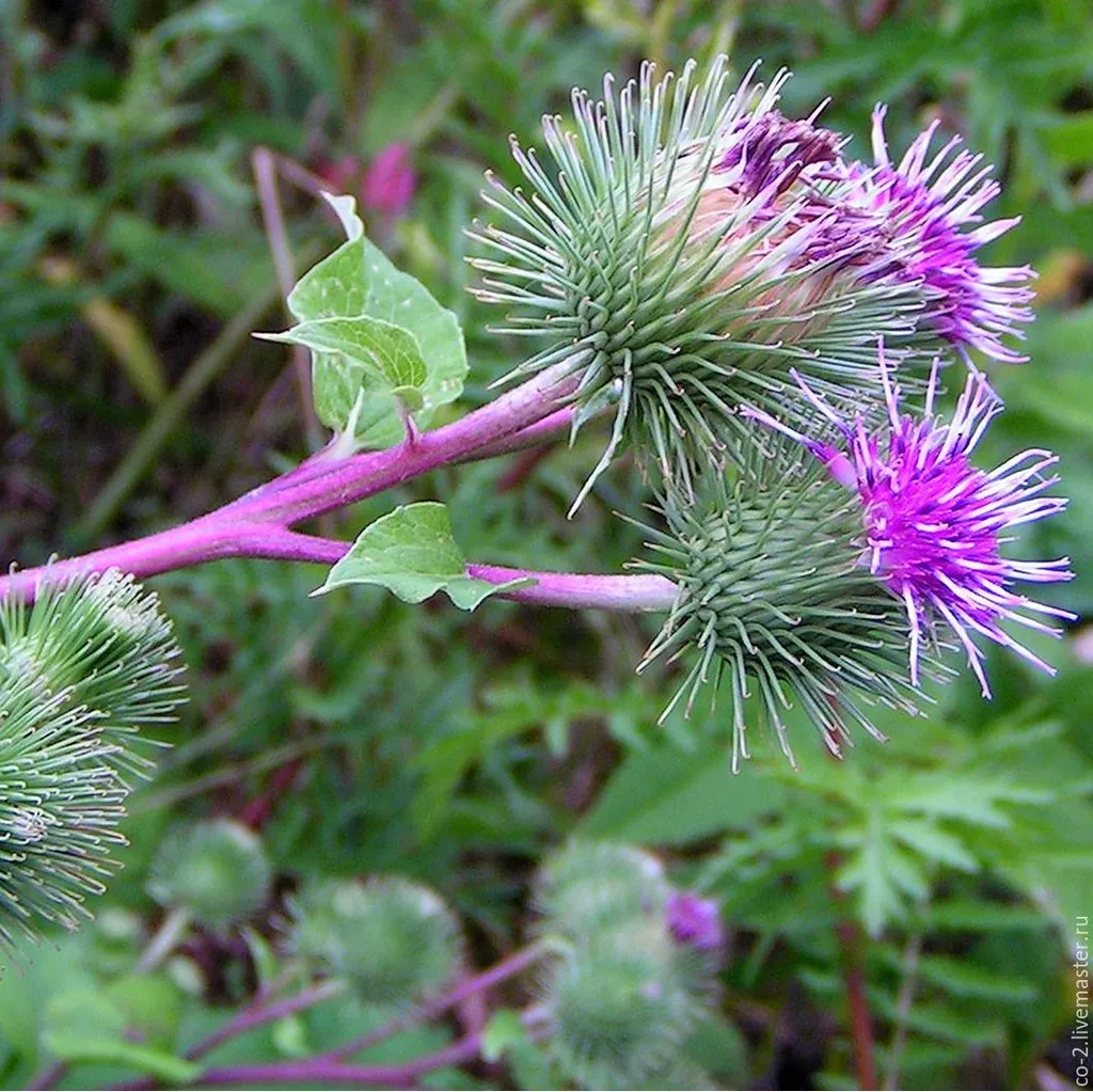 Лопуха войлочного корень