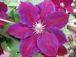 Клематис Julka (Юлька) Р9