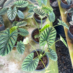 Алоказия SINUATA