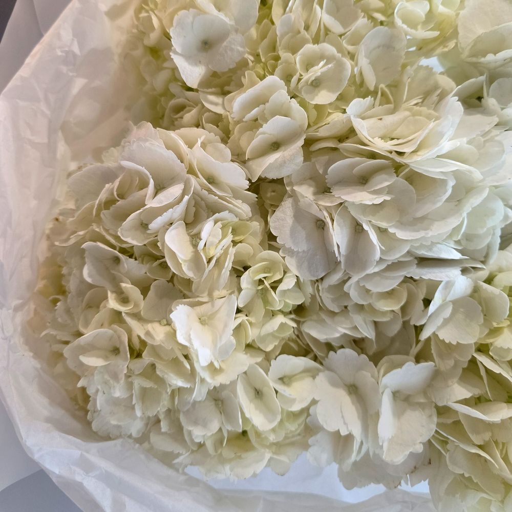 Моно букет из гортензии M