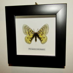 Бабочка Parnassius eversmanni в рамке