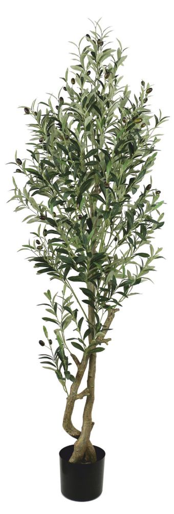 Олива 172 см. Олива 172 см.