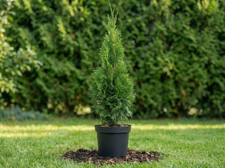 Туя западная «Smaragd»