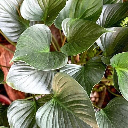 Хомаломена BLACK MOON