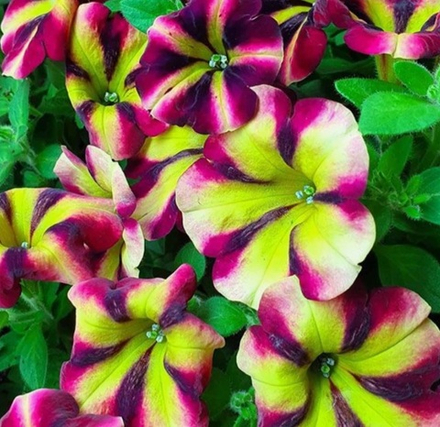 ЕВРО Петуния Fortado Burgundy Vanilla укорененный черенок ОКС