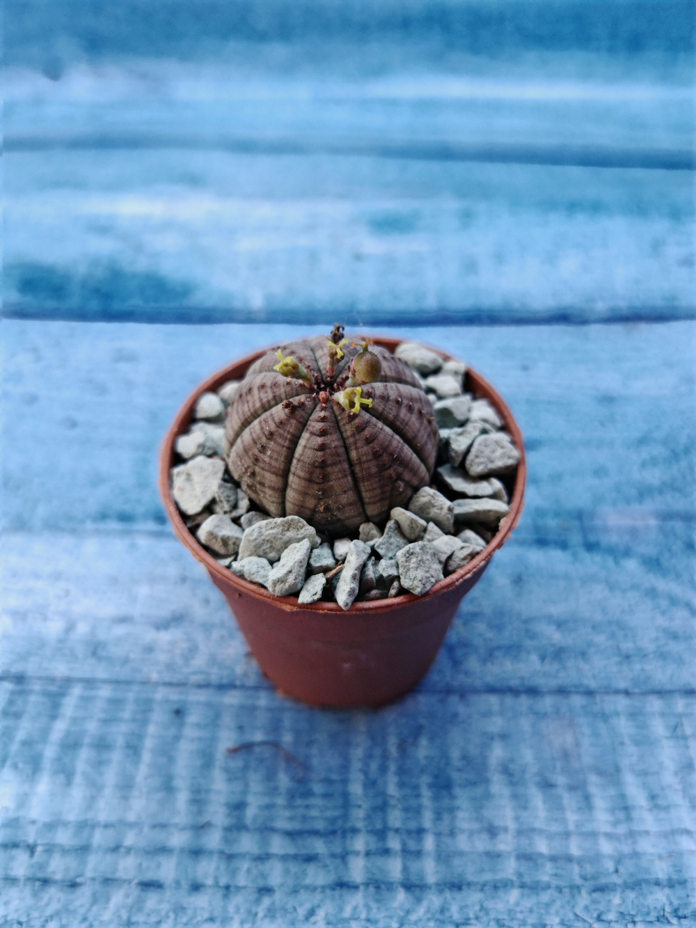 Euphoria Obesa (Эуфорбия)