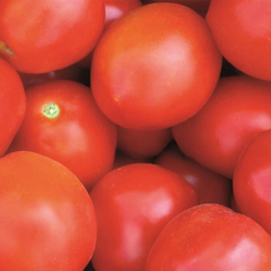 Роксет семена томата детерминантного (Гавриш)