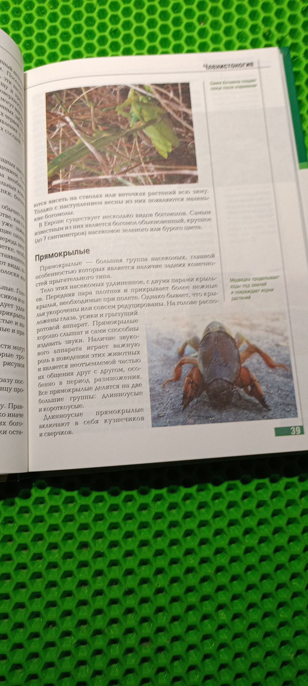 Мир животных. Эрудит