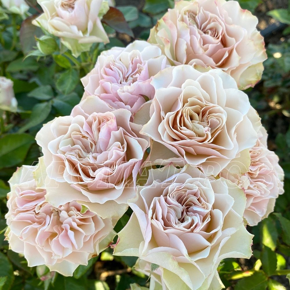 Бурбон Стрит (Bourbon Street)