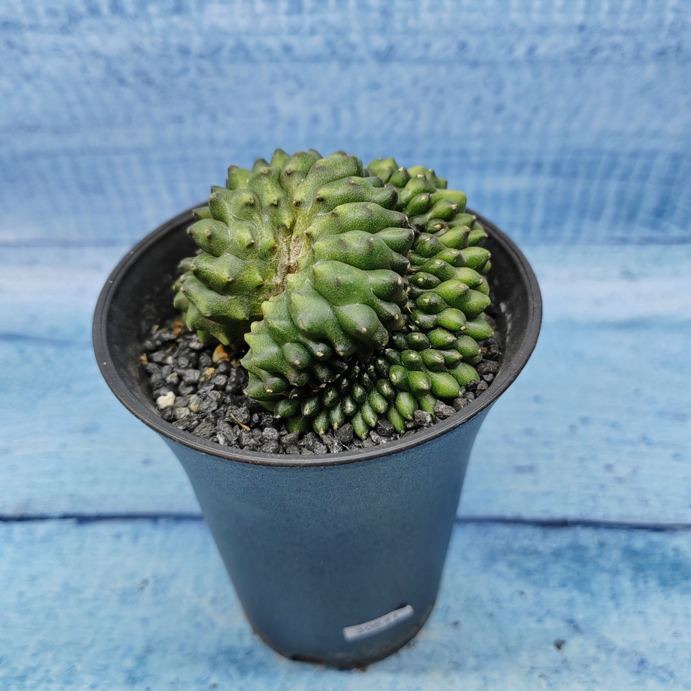 Gymnocalycium Spineless Crested form (Гимнокалициум Кристатный)