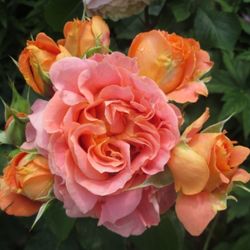 Вивьен Вествуд (Vivienne Westwood)