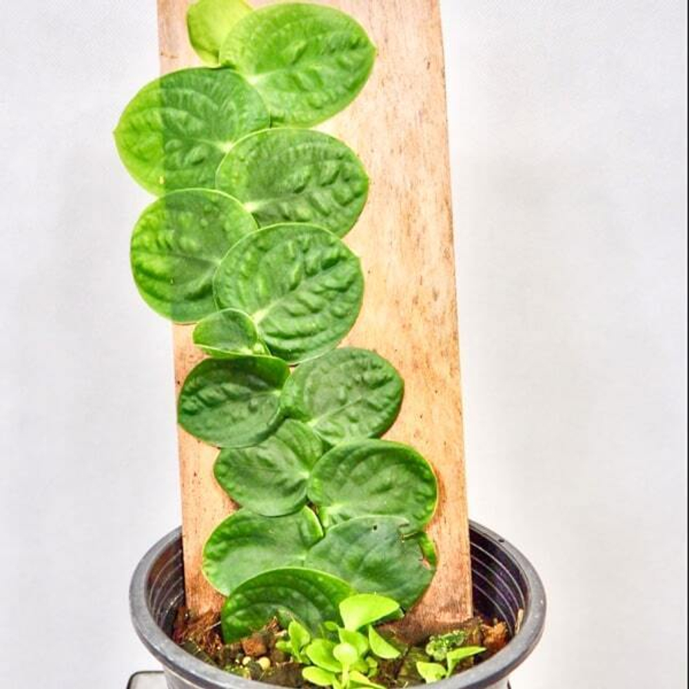 Рафидофора CELATICAULIS