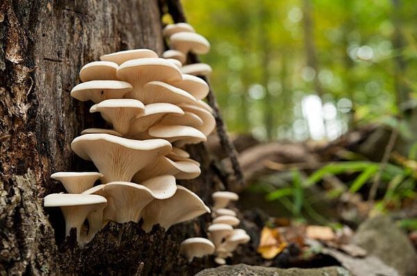 Вешенки – от древесных стволов до современной кухни Вешенки – от древесных стволов до современной кухни