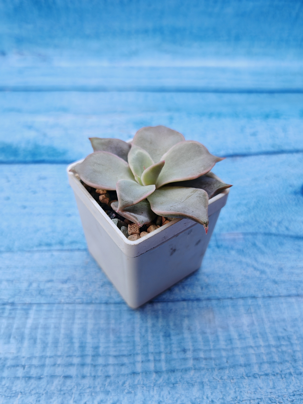 Echeveria Madiba (Эхеверия)
