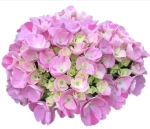 (05) Конфетти Дрим (Rendes-vous «Confetti Dream»)