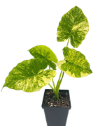 Алоказия Гагеана Ауреа