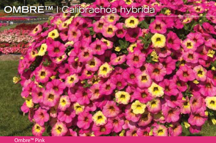 ЕВРО Calibrachoa Ombre Pink укорененный черенок середина декабря 25