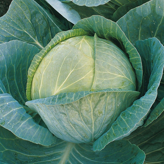 Мегатон F1 семена капусты белокочанной (Bejo / ALEXAGRO) культура – фото 2