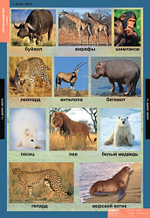 Комплект таблиц "Окружающий мир 1 кл."; 15 таблиц