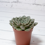 Graptopetalum Vega (Граптопеталлум)