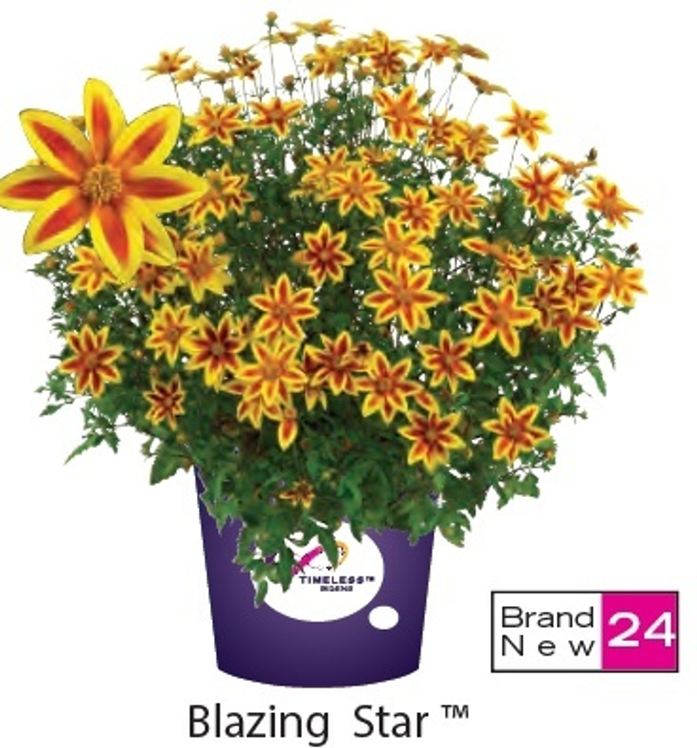 ЕВРО Биденс Blazing Star укор черенок декабрь