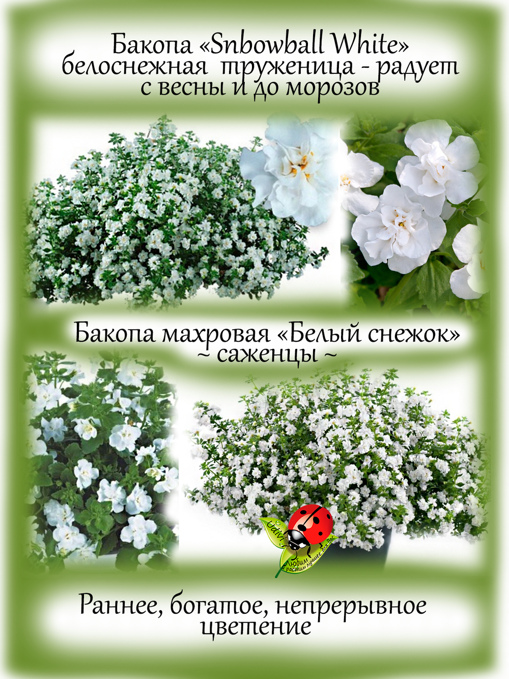 Бакопа Белый Снежок вегетативная