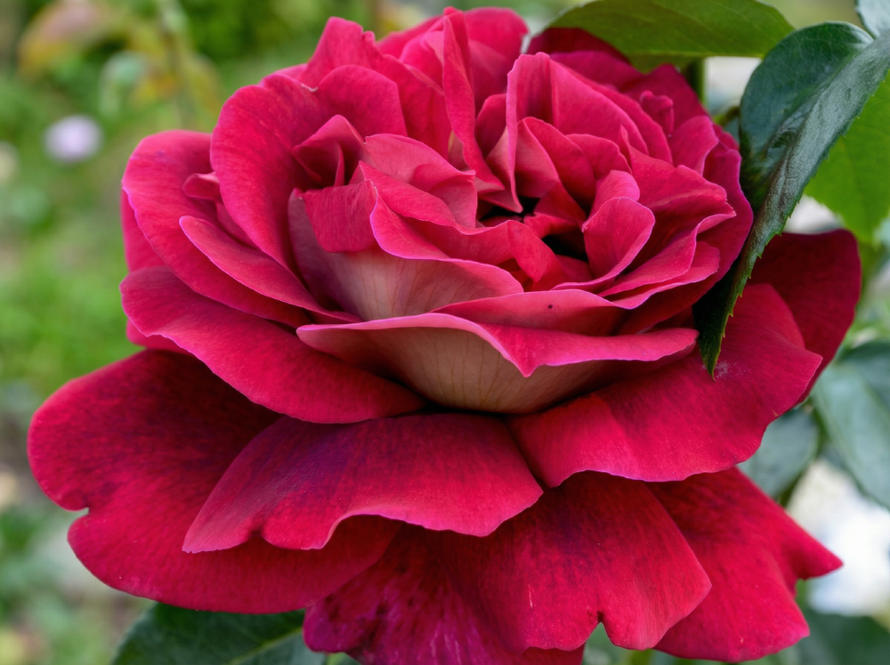 Роза «Кроненбург» (Cronenbourg) чайно-гибридная