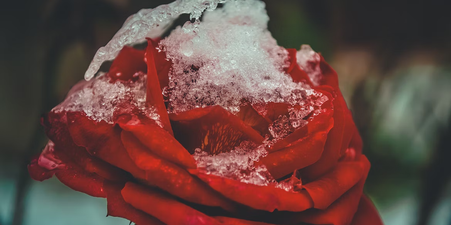 Как правильно подготовить и укрыть розы на зиму