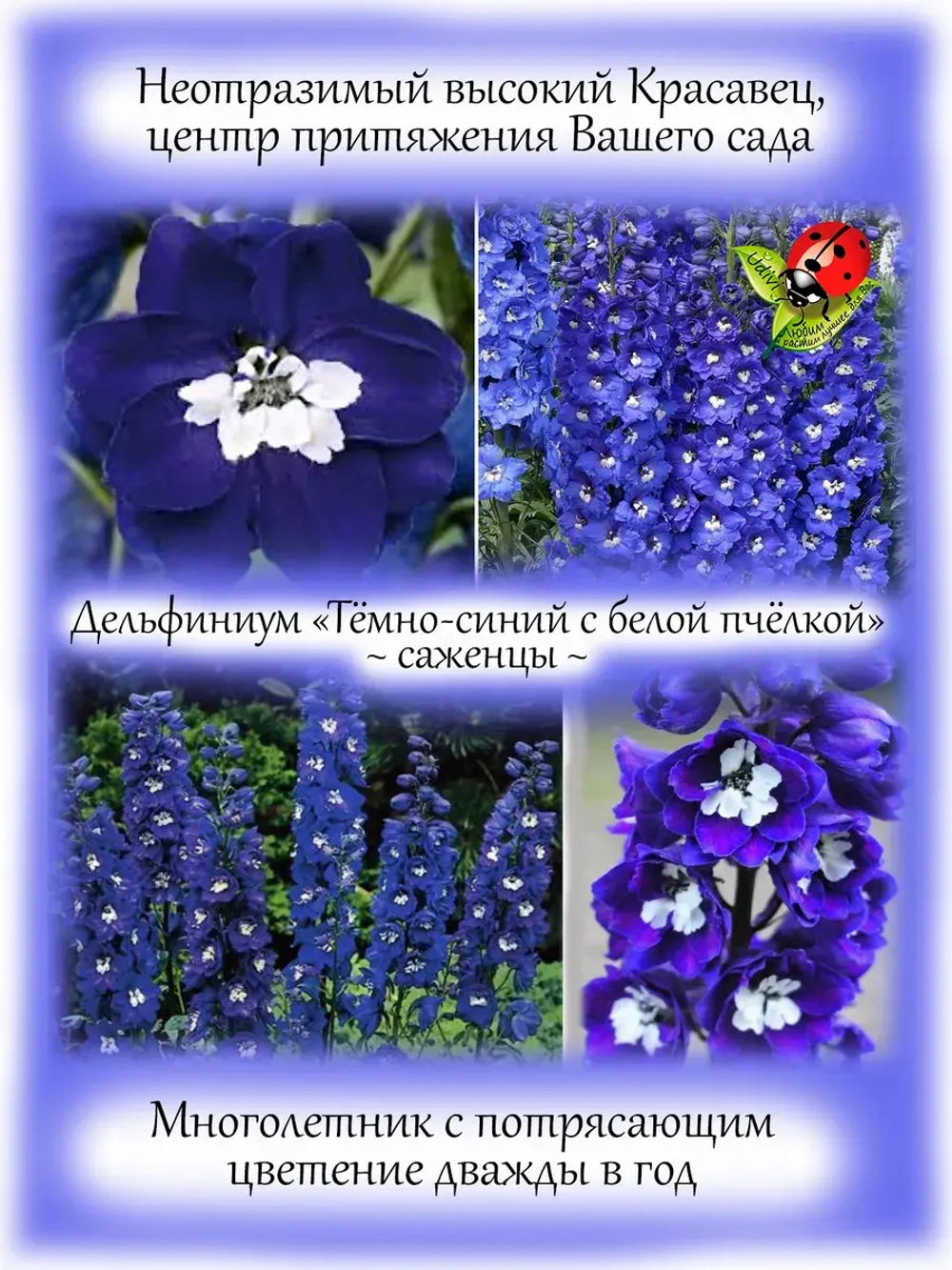 Дельфиниум Темно-синий с белой пчелкой Dark Blue With Bee