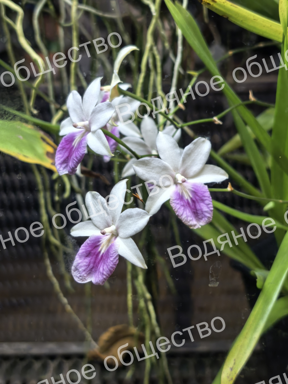 Орхидея рода Мильтония (Miltonia)