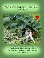 Хоста Абиква Дринкин Гурд Голубая чашеобразная
