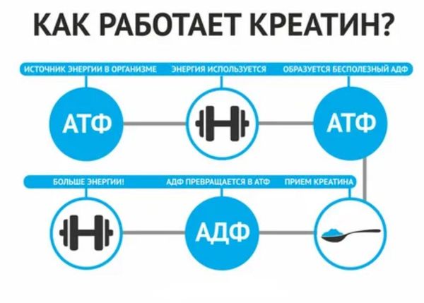 Креатин моногидрат: что это такое, как работает и почему считается лучшей формой креатина