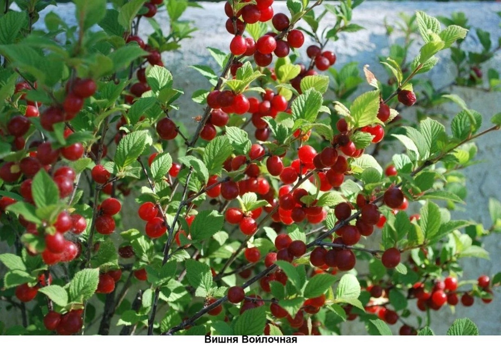 Вишня Войлочная