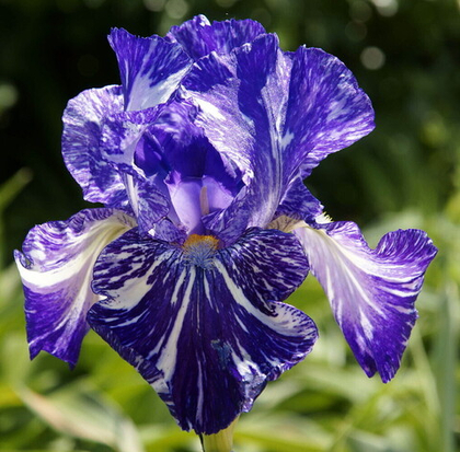 Ирис бородатый Батик