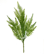 Папоротник остролистный куст 75 см