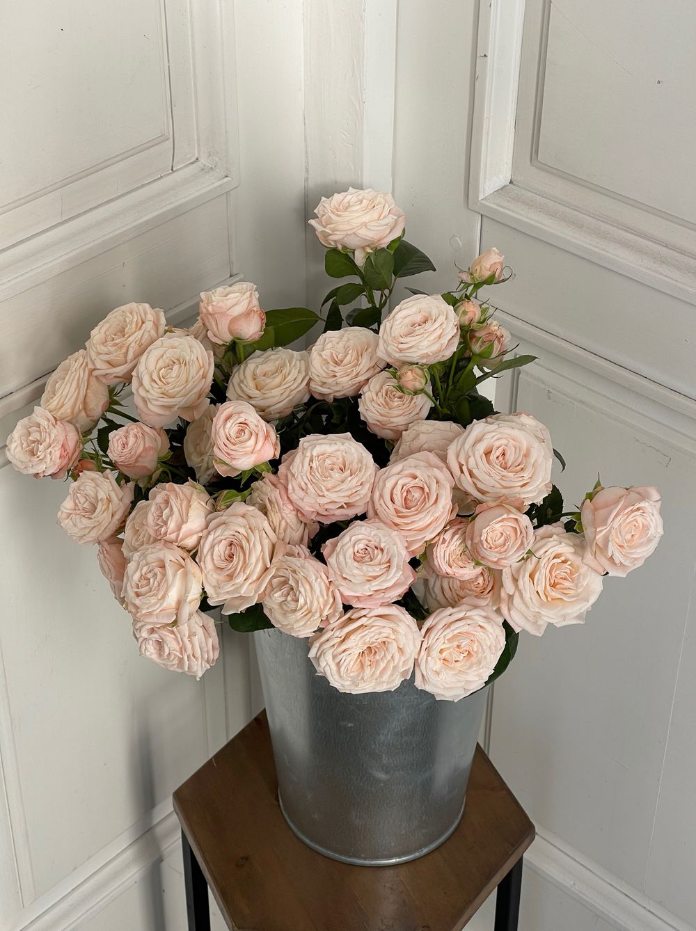 Пионовидная кустовая роза сорт БОМБАСТИК крупный бутон