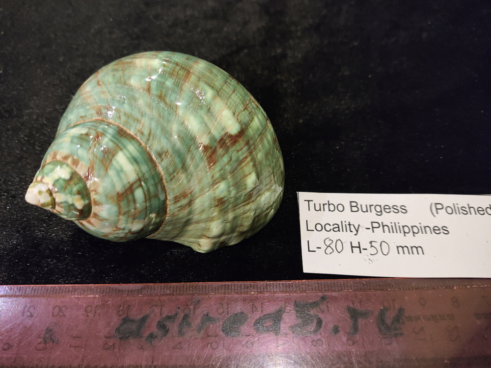 Турбо бургесс