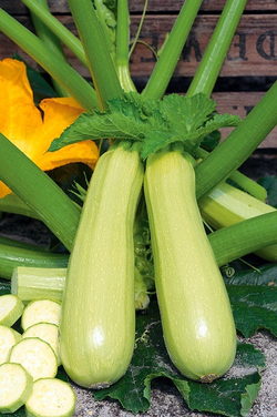 Кабачок Суха  F1 5шт Мировые Семена VITA GREEN
