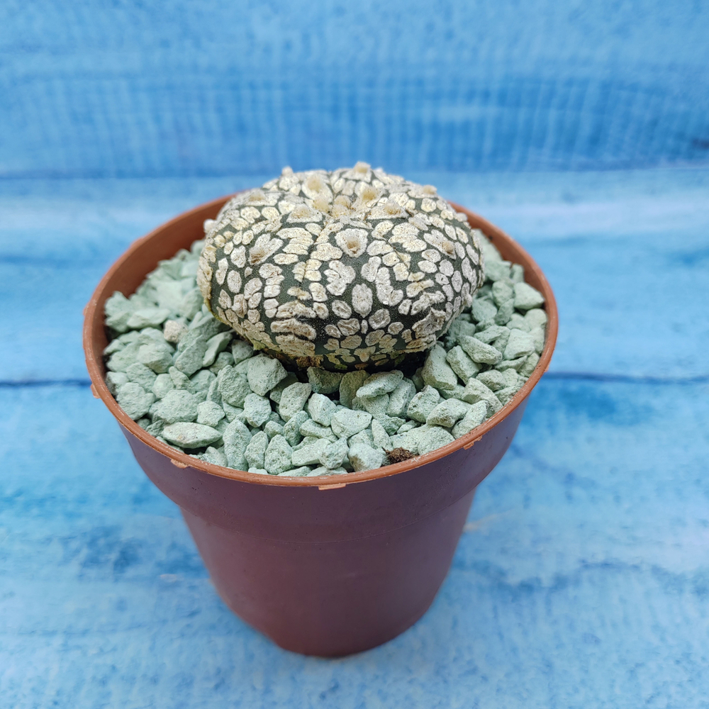 Astrophytum Asterias "Super Kabuto" (Астрофитум)