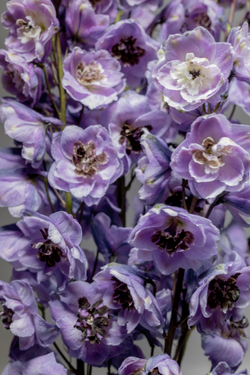 ДЕЛЬФИНИУМ Mix