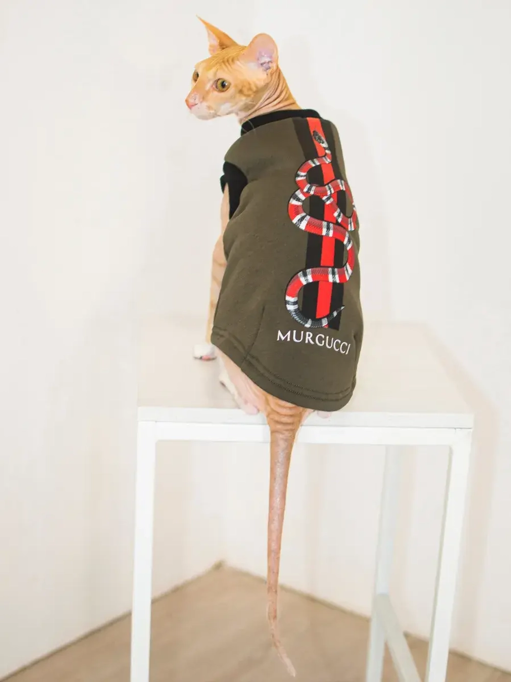 Одежда для кошек сфинкс гуччи