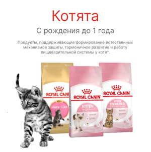 Котята