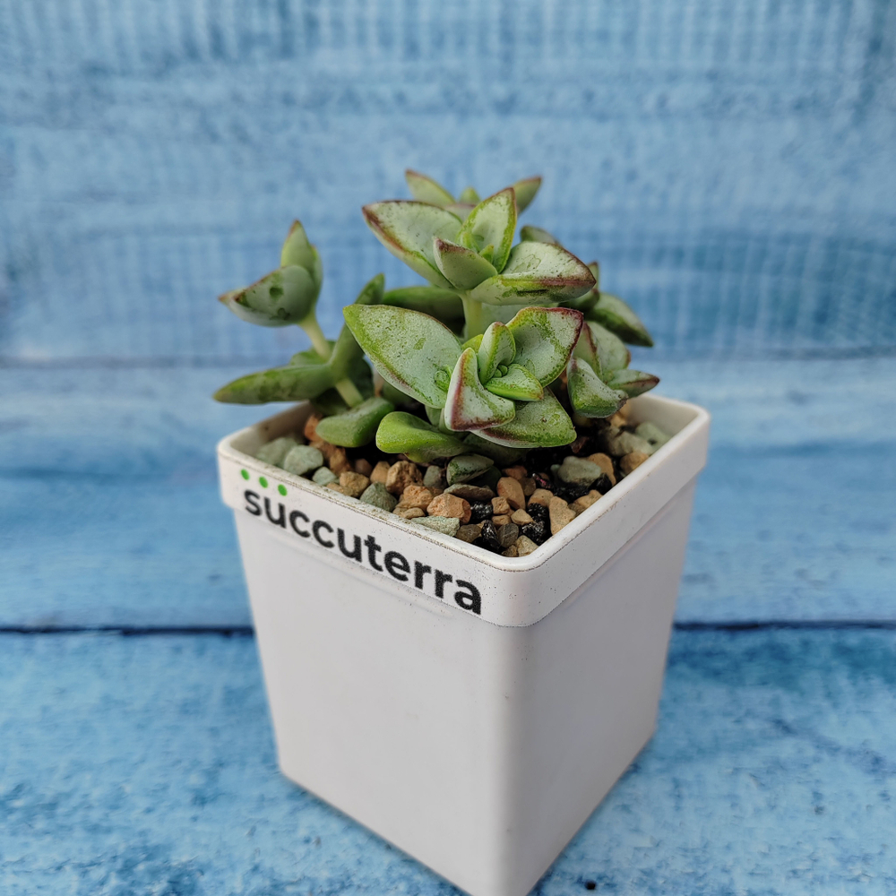 Crassula Rupestris (Крассула)