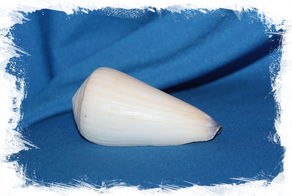 Морская раковина Конус Вирго,  Conus virgo