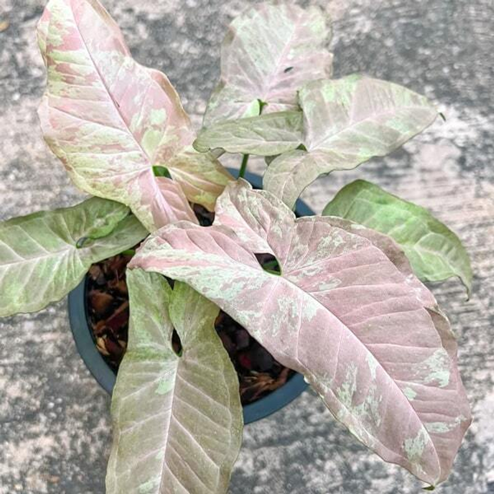 Сингониум NUDE PRINCESS