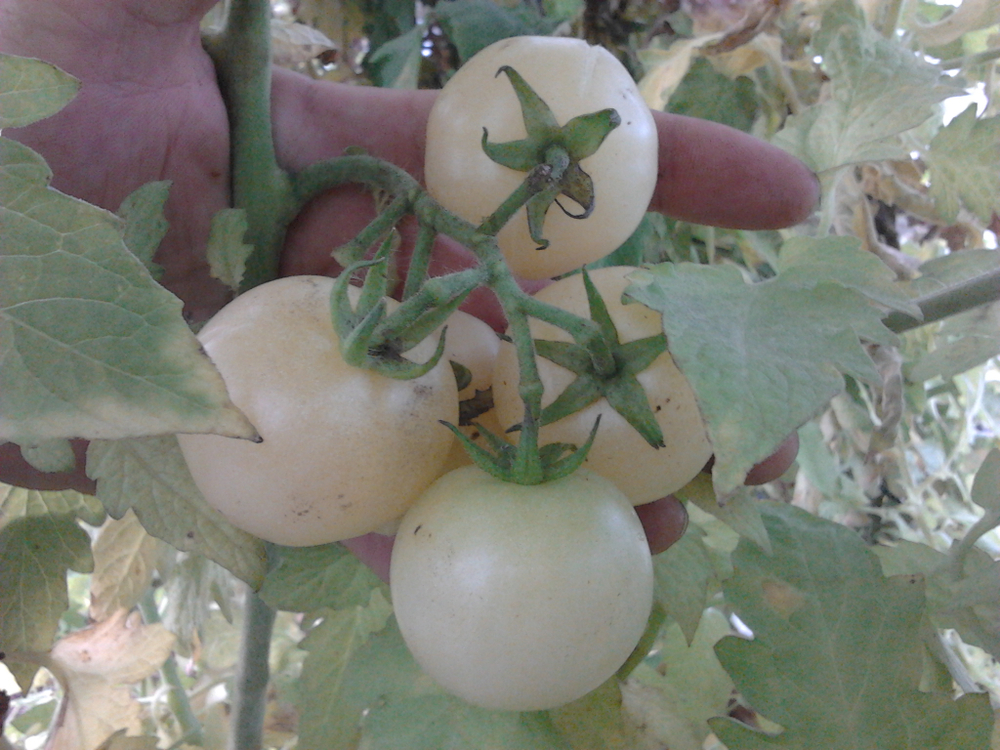 Помидоры Super Snow White